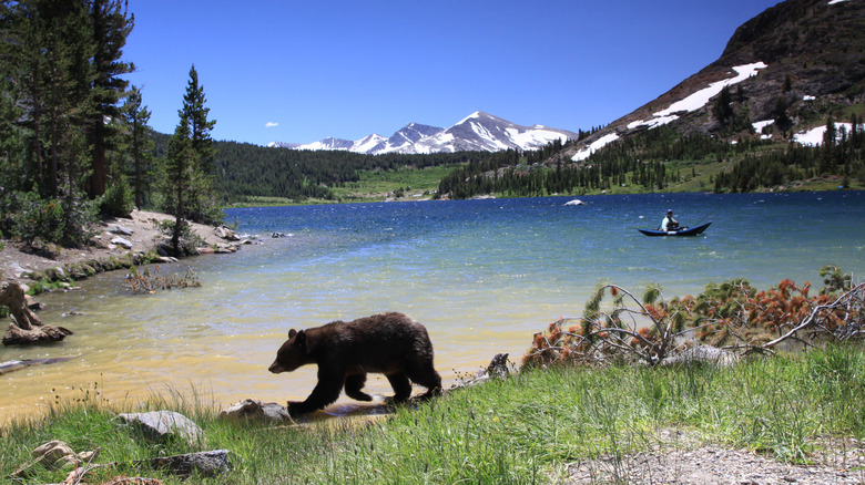A black bear at Tenaya Lake in Yosemite National Park