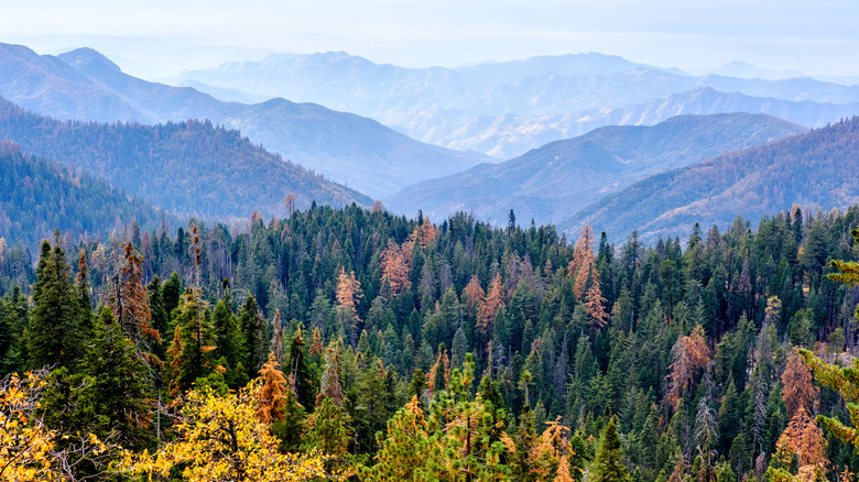 Sequoia National Park mountain scenic landscape at autumn