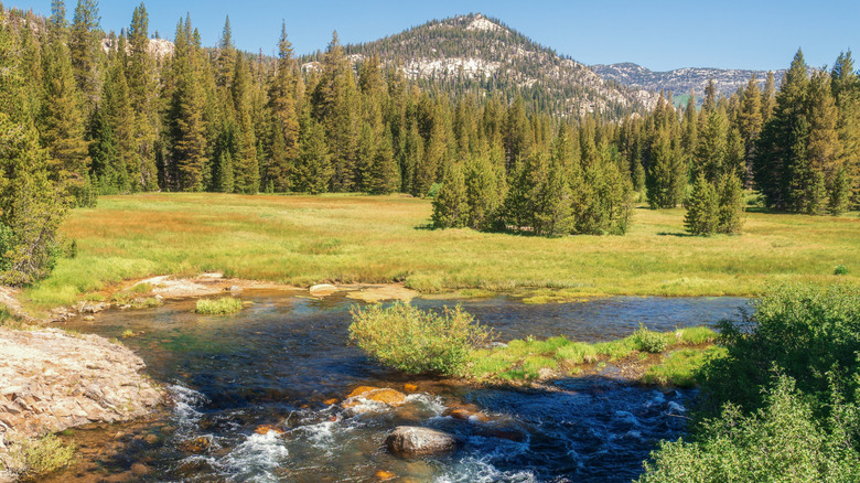 San Joaquin River meadow in the Sierra Nevada