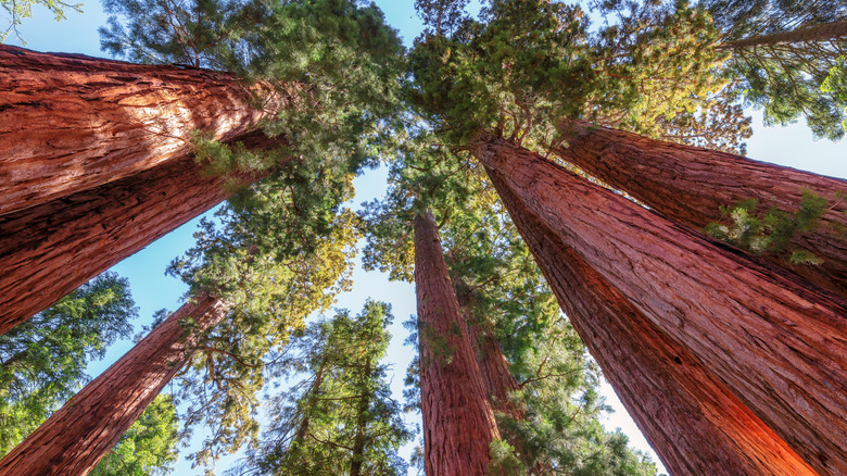 Giant sequoias in Sequoia National Forest, California
