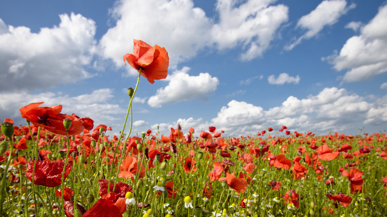 Close up on a tall poppy in a field full of the bright red flowers.