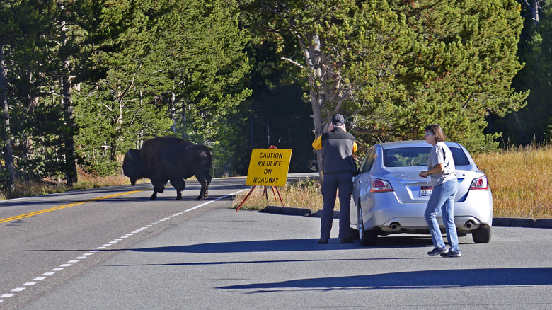 Visitors photographing a bison on a road in Yellowstone