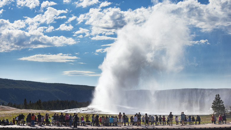The famous Old Faithful geyser in Yellowstone National Park