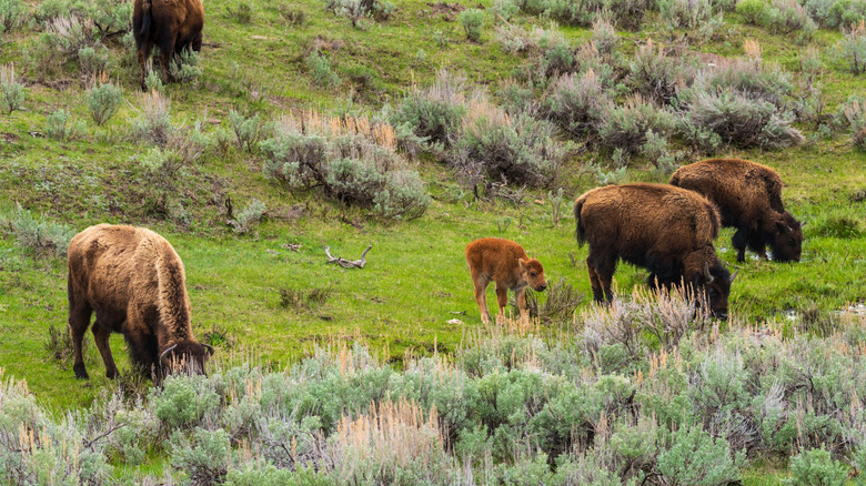Bison in Lamar Valley
