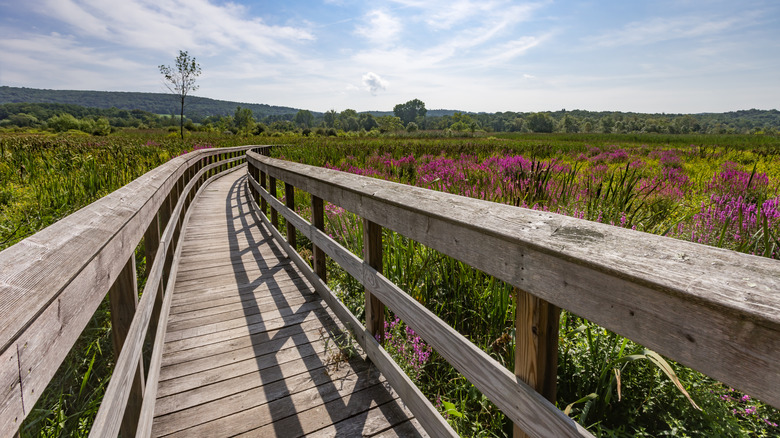 Section of the Appalachian Trail boardwalk in Pawling, New York