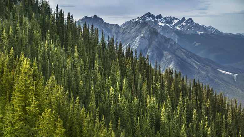 Forest and mountain view from the top of Sulphur Mountain in Banff