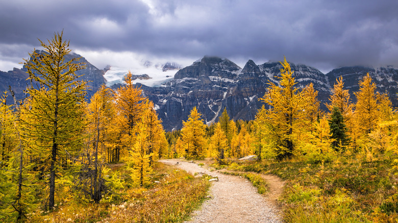 Bright yellow larch trees in autumn in Banff National Park