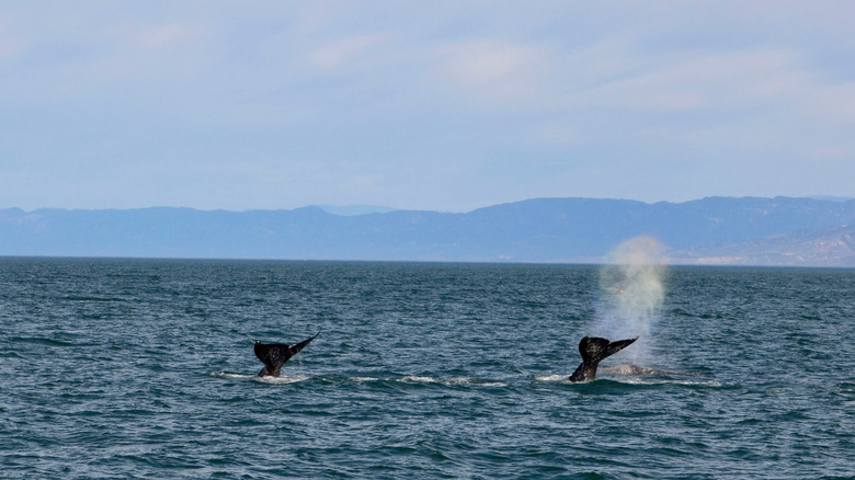 Two whales' tails are visible in the water along the coastline of Channel Islands National Park