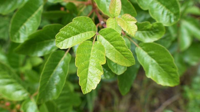 A poison oak leaf