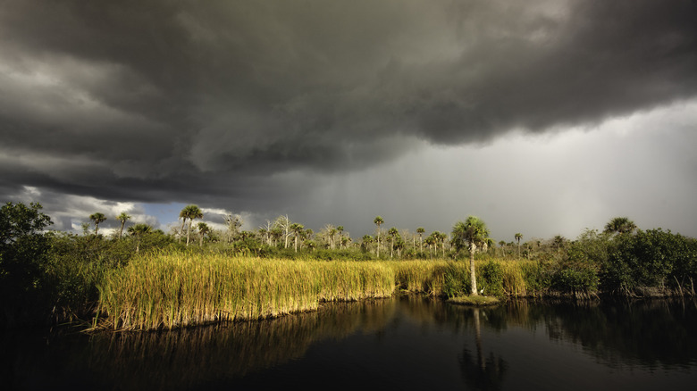 Rainy day in the Everglades, Florida