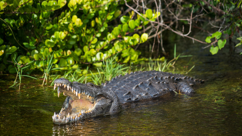 Crocodile in Everglades National Park, Florida
