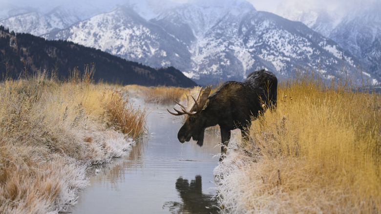 A bull moose during rutting season sips from a stream in Grand Teton National Park