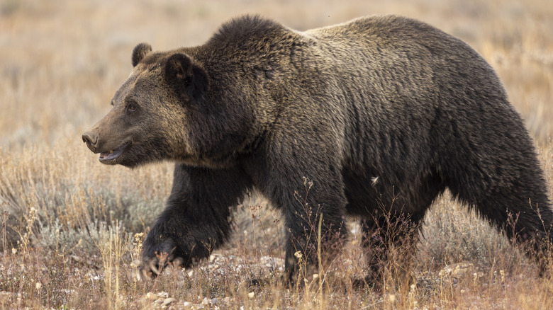 A large grizzly bear in a meadow in Grand Teton National Park