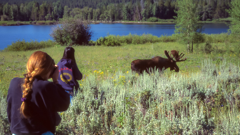 Tourists come dangerously close to a large male moose
