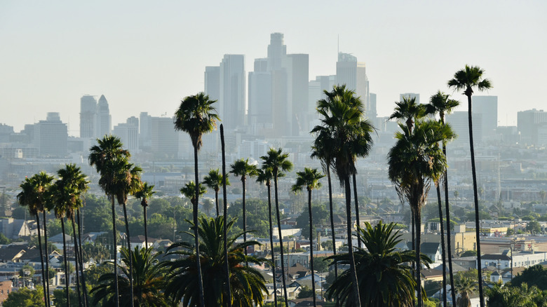 Palm Trees and Los Angeles skyline