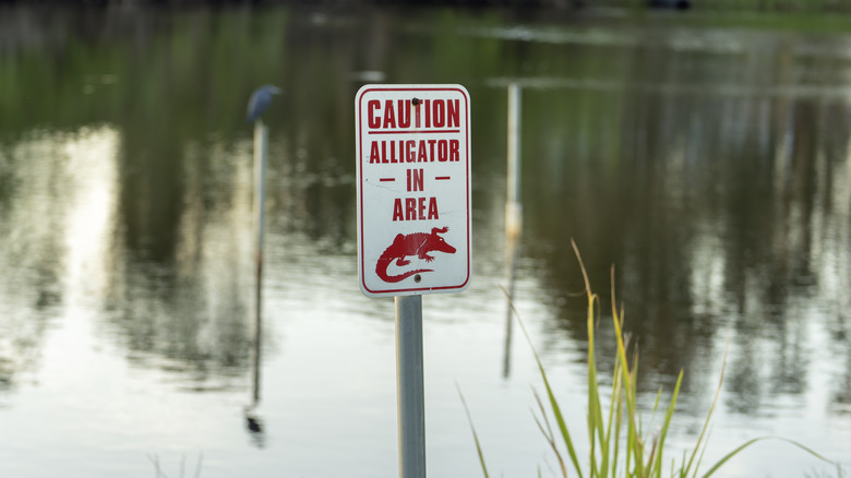 An alligator warning sign at a waterfront park in Florida