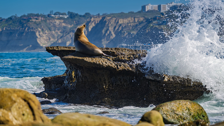 Wave crashed on rock with sea lion at La Jolla