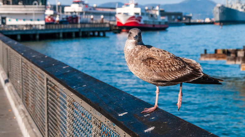 A gull on a handrail at a San Francisco harbor