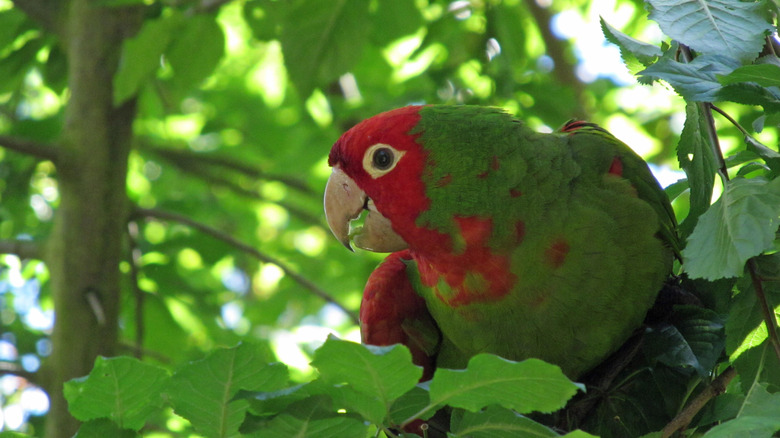 One of the parrots of Telegraph Hill, San Francisco, amid foliage