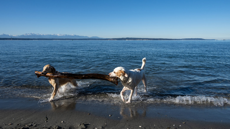 Dogs playing with a big stick at Puget Sound beach in Seattle, Washington