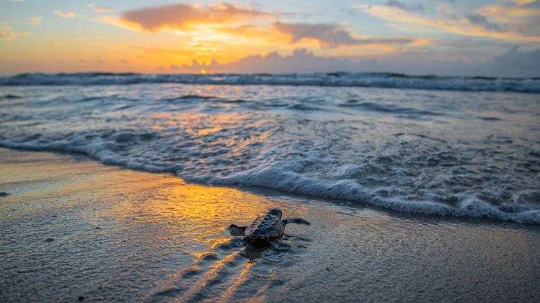 Sea turtle near ocean at sunset