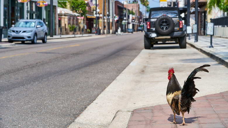 Rooster on Ybor City street