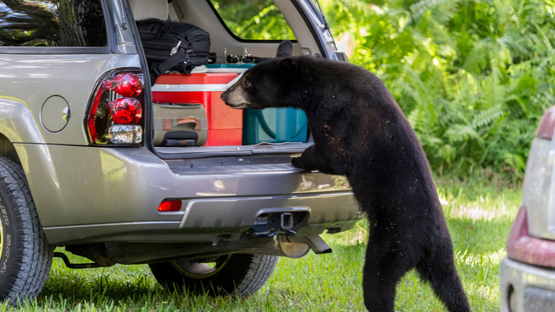 A black bear getting into a vehicle