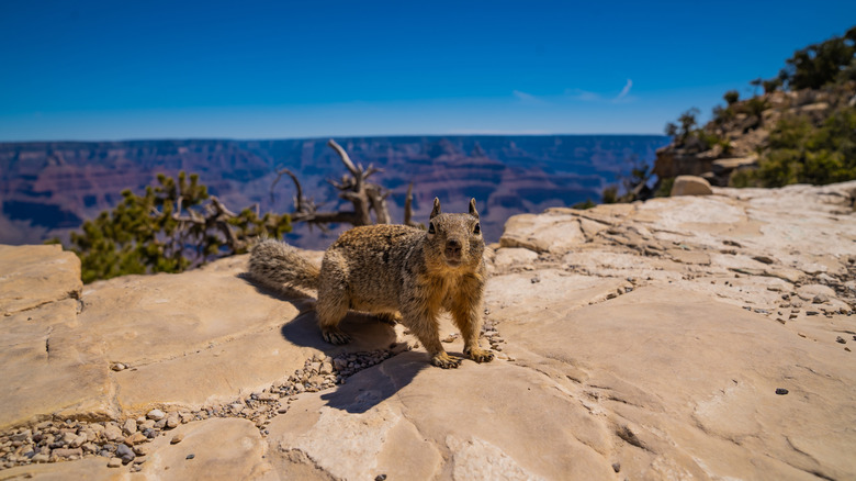 A rock squirrel on the edge of the canyon, Grand Canyon National Park