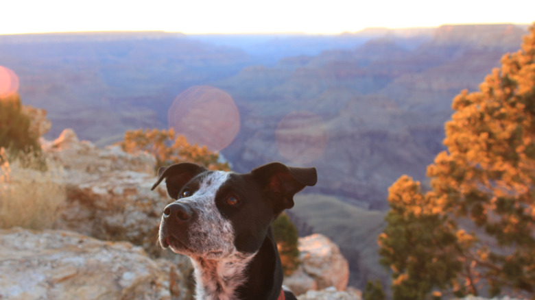 A dog at the Grand Canyon