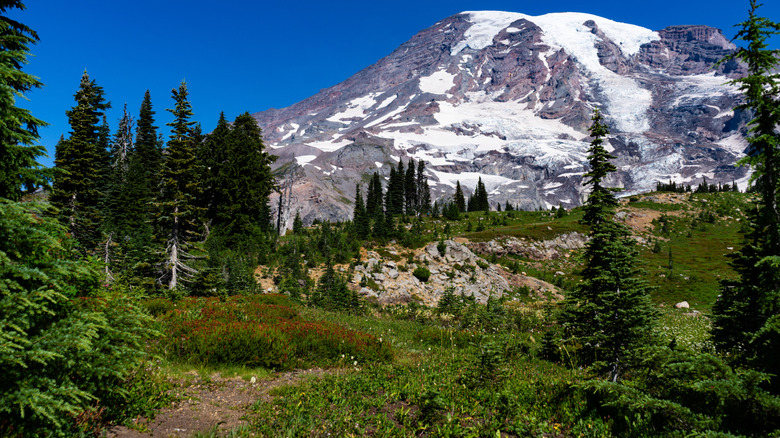Mt. Rainier National Park in Washington state