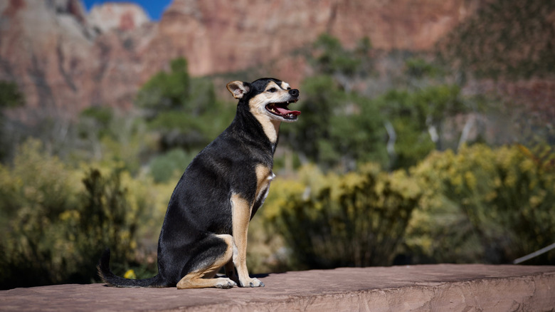 A dog sits at Zion National Park