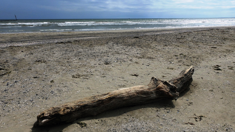 A piece of driftwood on Bettystown Beach sandy shore with a cloudy sky