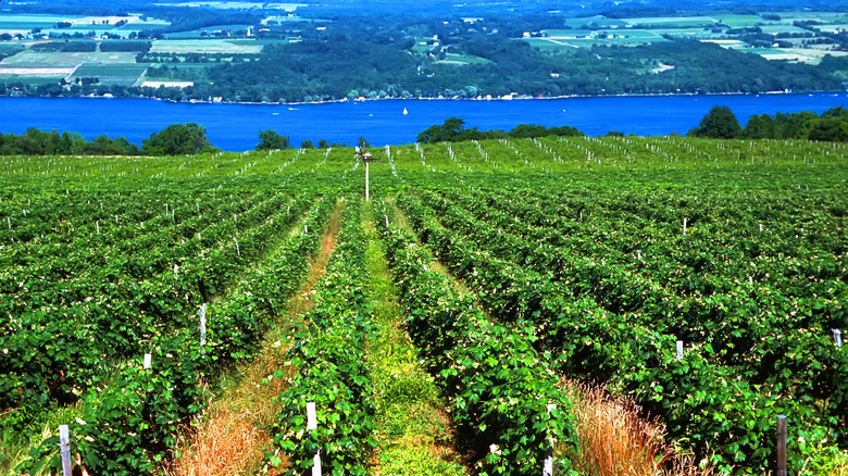 Vineyards above Seneca Lake