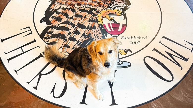 Dog sitting in Thirsty Owl