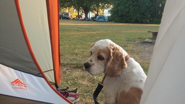 Dog outside tent at Sampson State Park campground