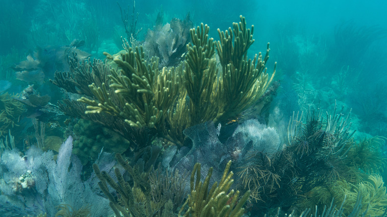 Coral reef seascape in Biscayne National Park off coast of Miami, Florida with coral and sea sponge