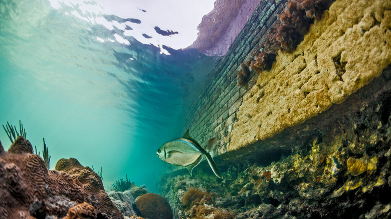 Underwater corals and fish at Dry Tortugas National Park