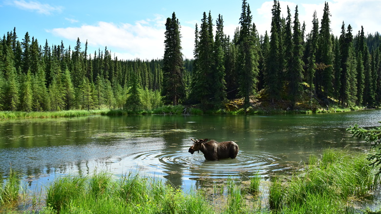 Moose in Denali National Park, Alaska