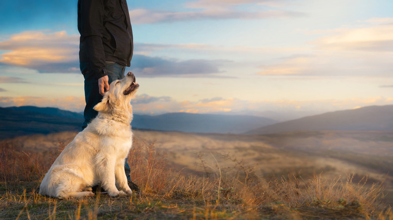 Someone enjoying the outdoors with their dog
