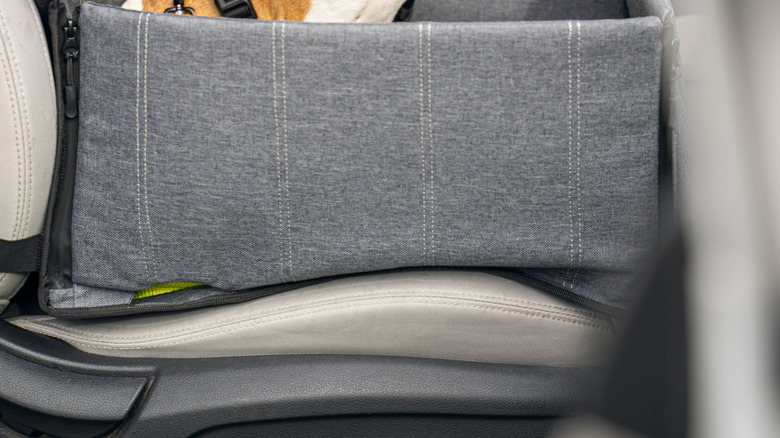 Dog in a car restraint