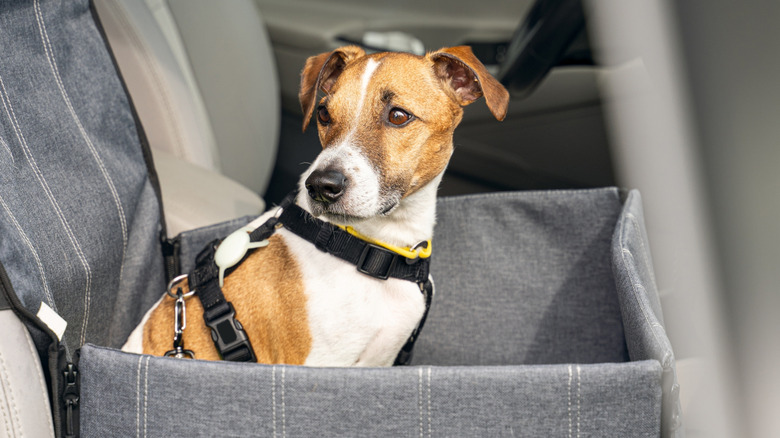 Dog in a car restraint