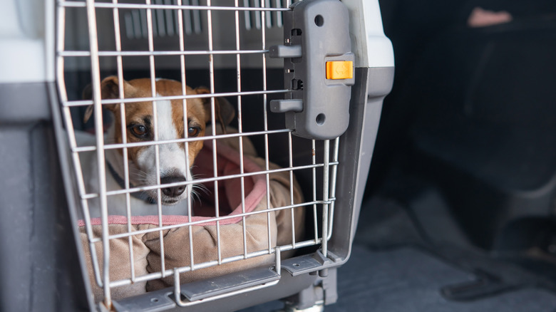 Dog in a carrier in a car
