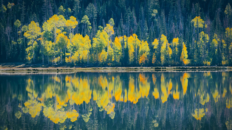 Fall colors reflected in Fish Lake, part of Fishlake National Forest