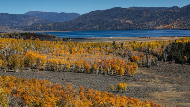 Aspen trees change color as fall arrives in Fishlake National Forest