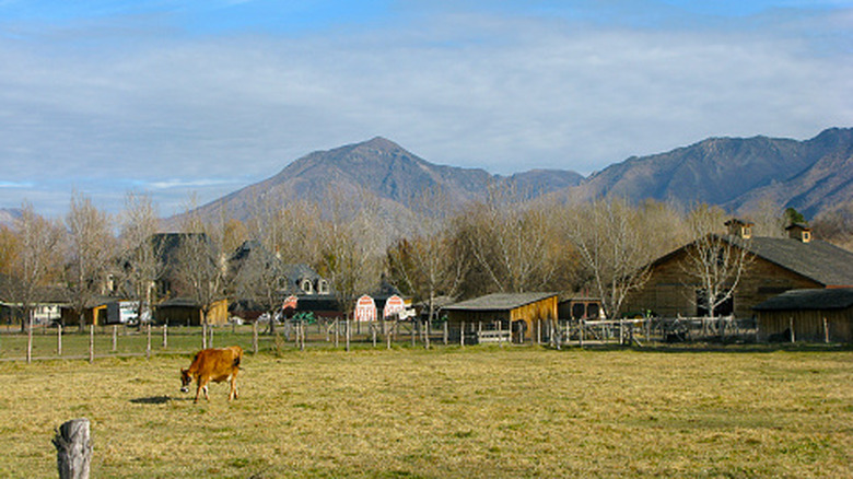 Wheeler Historic Farm in Murray, Utah, with a mountain backdrop and a cow in the foreground