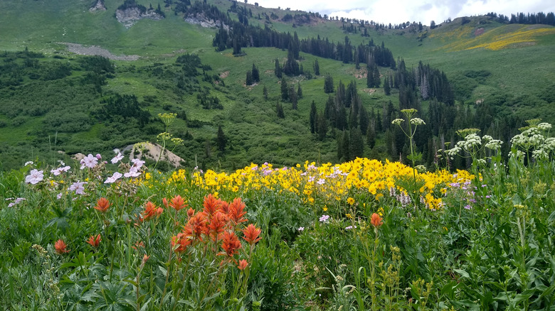 Wildflowers in American Fork Canyon