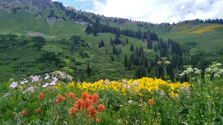 Wildflowers in American Fork Canyon