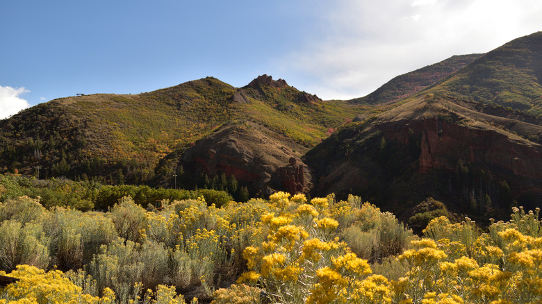 Wildflowers near Morgan, Utah
