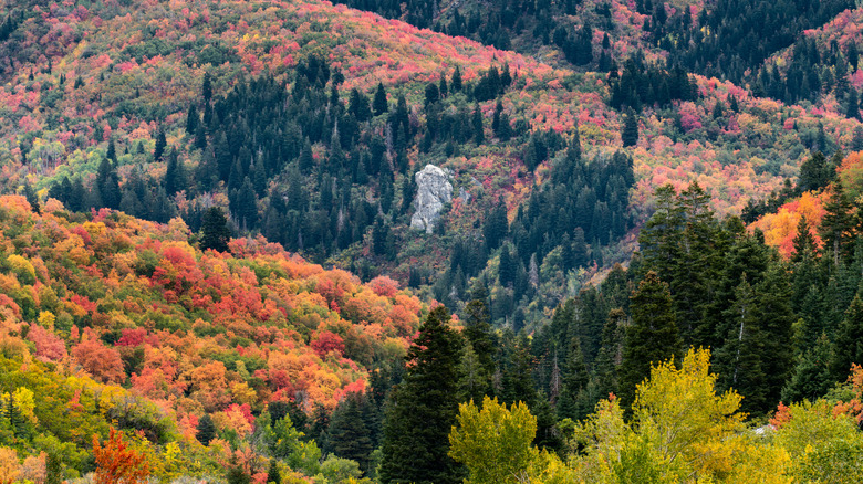 An aerial view of Elephant Rock surrounded by autumnal foliage in Bountiful, Utah
