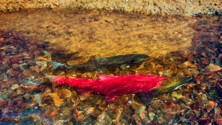 Red kokanee salmon seen in clear shallow water